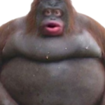 ######### ######## GANG