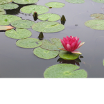 The Lilly Pads
