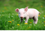 oink Club