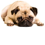 PUG SWAG ARMY