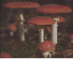 !!THE MUSHROOM TRIBE!!