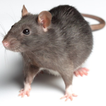 Rat Cartel