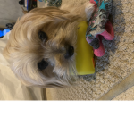 Nicole’s Puppy fan group