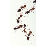 ANT KINGDOM IS ALIVE