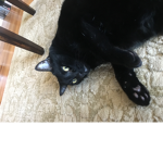 Really big fat cat group