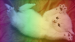 Rainbow The Cat Mew