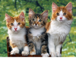 Cats United! Cats Rule!