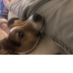 Team Jack Russells