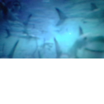 anti #########