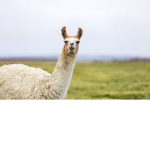the llama group:)