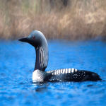 loons