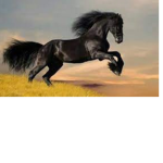 Piper and jade Horse group