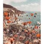 amphibiaa