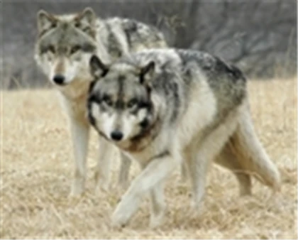 Group Icon