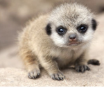 Meerkat super squad