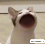 Popcat playz
