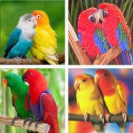 The parrot cult