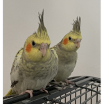 Group Thumbnail