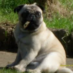 pugg group
