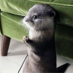 otter clothes