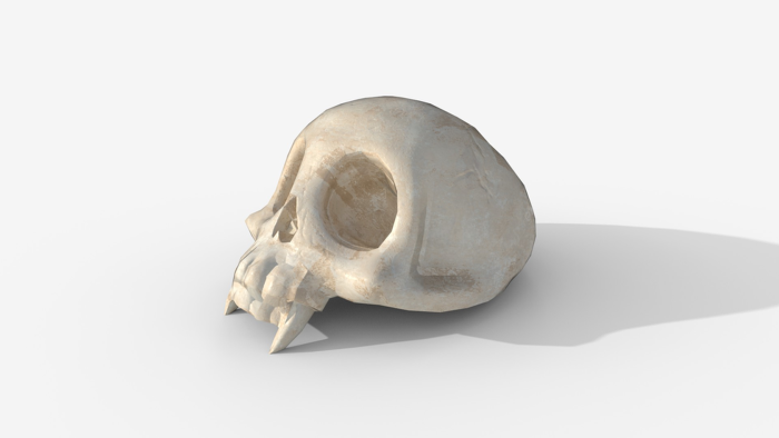 Stylized Animal Skull - Low Poly Game Ready PBR preview 5