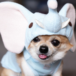 DOGGIES AND PUPPIES CLUB