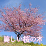 美しい桜の木