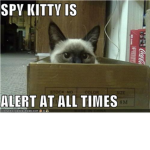 spy kitties