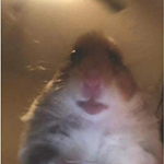 Hamster Blowup