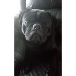 Puggy gonna give U robux