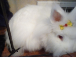 The random bunny