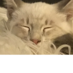 Awesome Stuff and Cats
