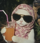 So many cats group