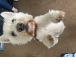 Westie fun