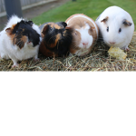 Guinea Pig Masters