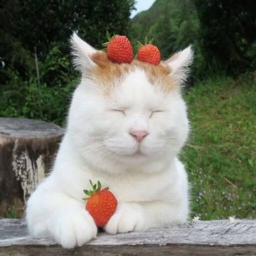 ⊹🍓⋆˚