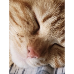 ʙᴏ ᴍʏ ғᴀᴛ ᴄᴀᴛ