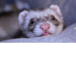 Ferret pepøle!