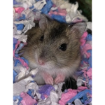 Group Thumbnail
