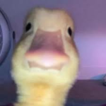 MR pato