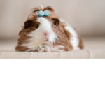 Guinea pigs life in paradise