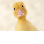 Duck Clothes 🦆