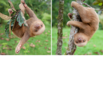 SLOTH TEAMS