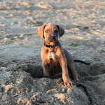 Doggo beach