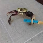 Crab Elite