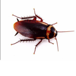 Roach Gang!!