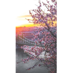 ItzBlossom