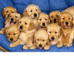 Doggies cuter squad