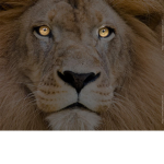 The Lion's Lodge