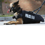 K9 | SWAT